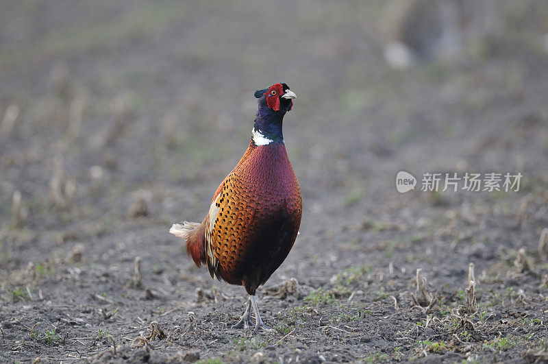 普通的Pheasant, Phasianus colchicus